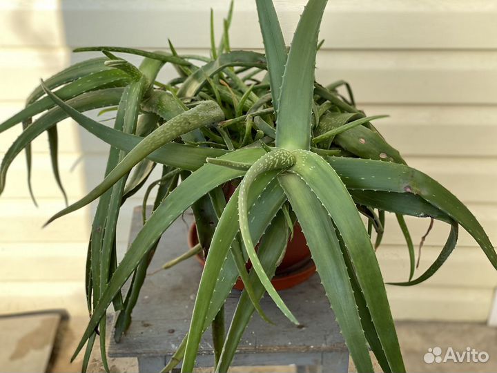 Продаю алоэ