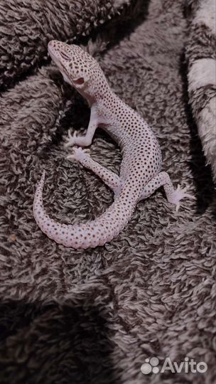 Геккон эублефар