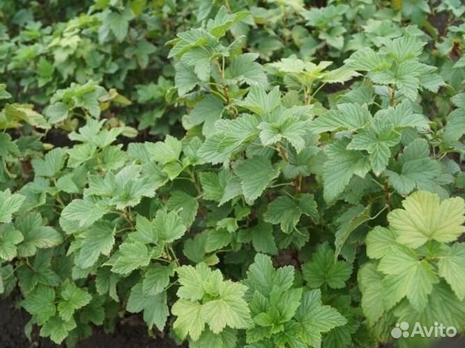 Саженцы крыжовника, смородины черной и красной