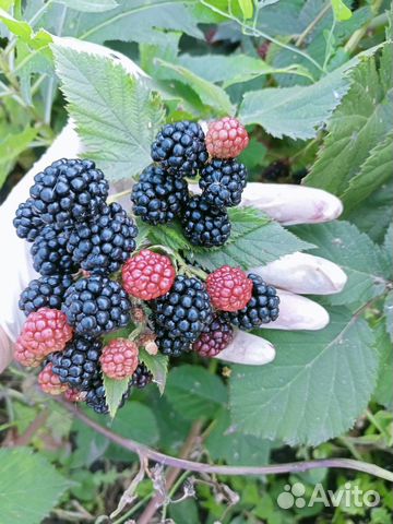 Саженцы ежевики