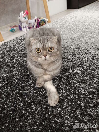 Отдам кота в добрые руки