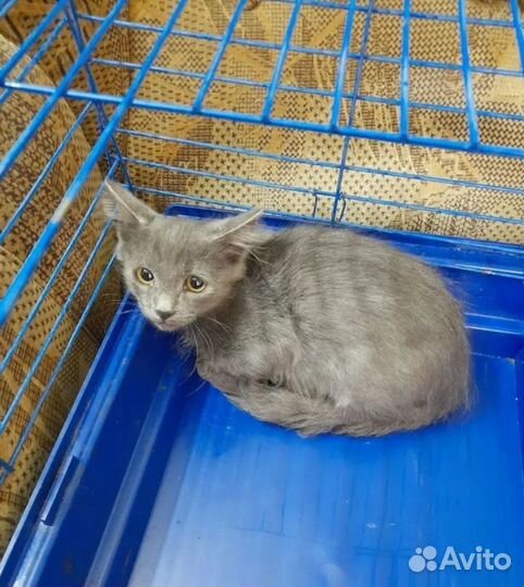 Бездомный малыш