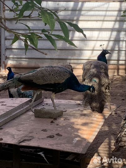 Индийский павлин