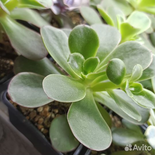 Суккуленты 350 видов