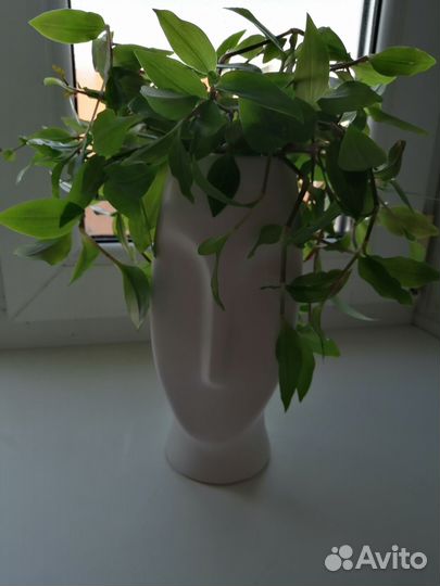 Комнатные растения разные много