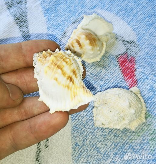 Ракушки для подарков и аквариума
