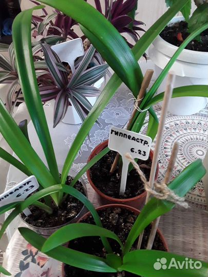 Комнатные цветы