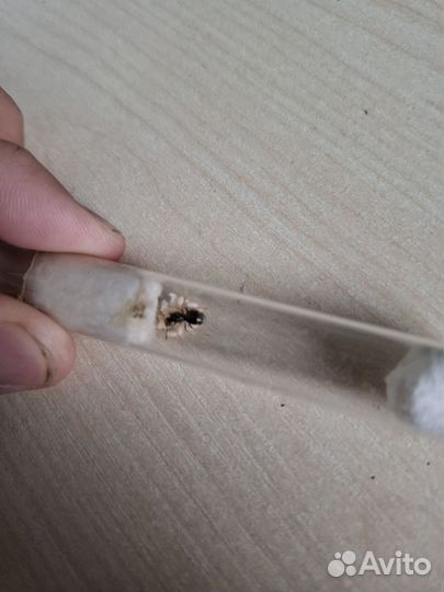 Матка садового муравья