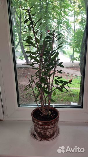 Цветок с горшком