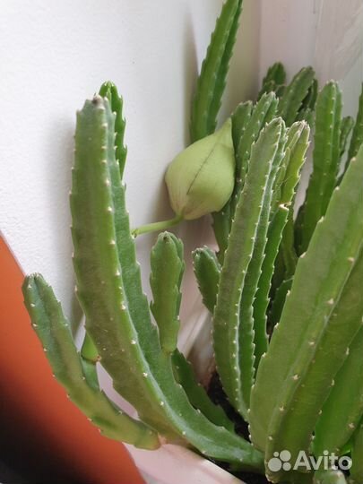 Кактусы и суккуленты Стапелия гигантская