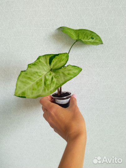 Сингониумы сортовые