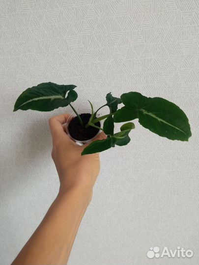 Сингониумы сортовые