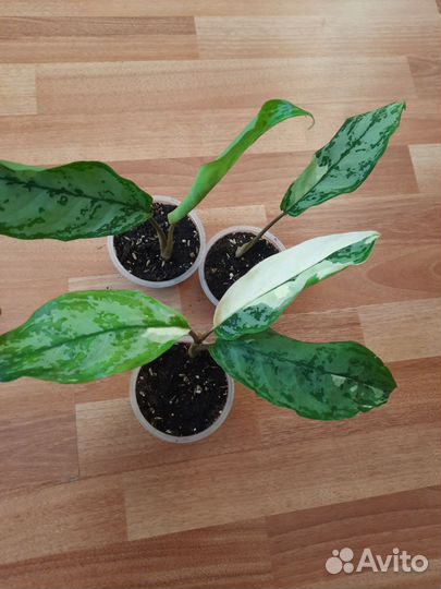 Аглаонема 2