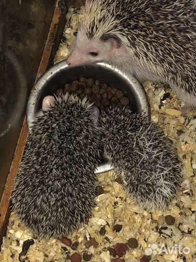 Корм для насекомоядных (ежей, сурикатов, поссумов)