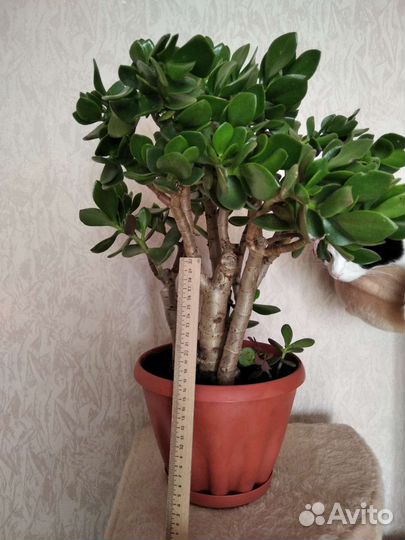 Крассула толстянка (денежное дерево)