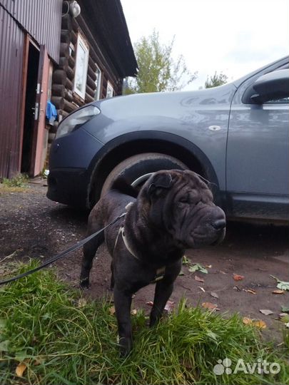 Щенки шарпея