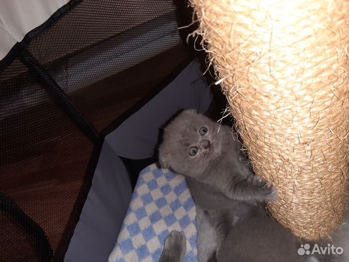 Котята шотландцы