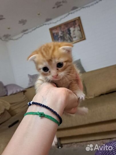 Британские котята
