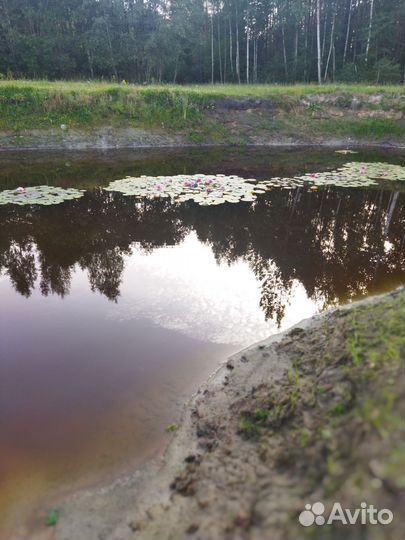 Водяная лилия