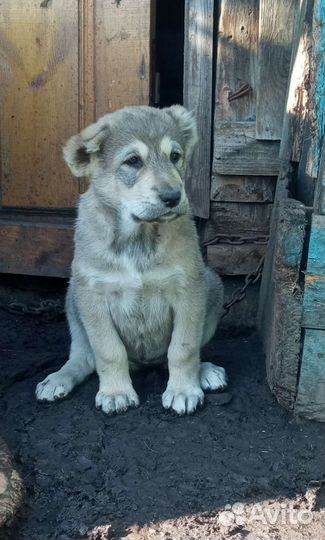Щенок(сао) Алабай