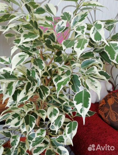 Фикус бенджамина