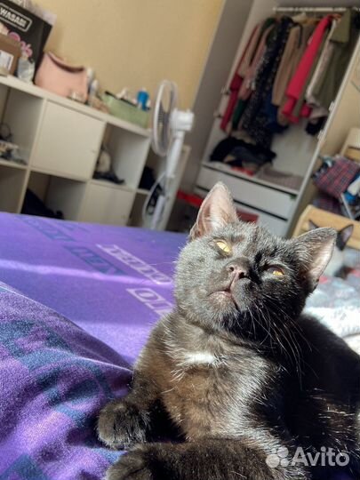 Котенок в добрые руки