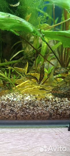 Креветки вишня Жёлтый неон Моллинезия Гуппи Эндл