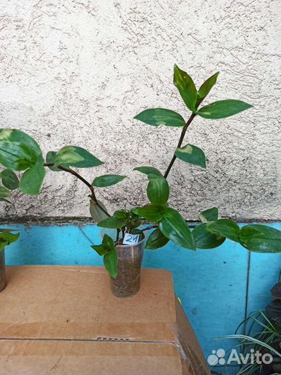 Традесканция застенчивая невеста