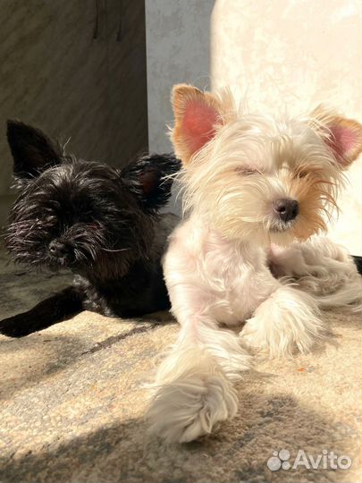 Отдам в добрые руки двух йорков