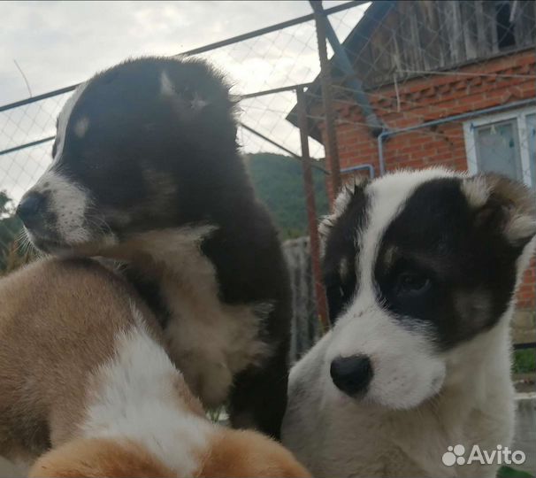 Среднеазиатская овчарка алабай щенки двухмесячные
