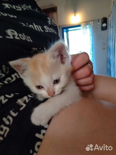 Отдам кота в добрые руки