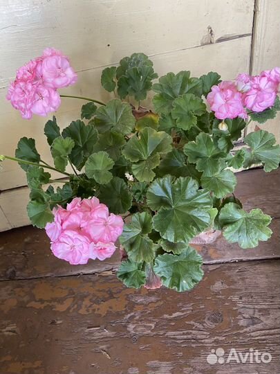 Пеларгонии