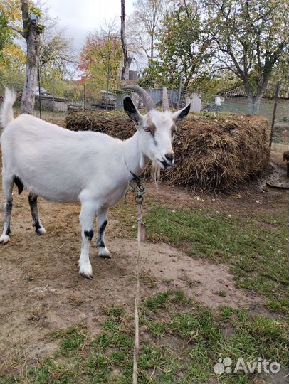 Коза дойная
