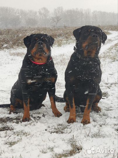 Щенки ротвейлера