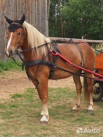 Продам лошадь