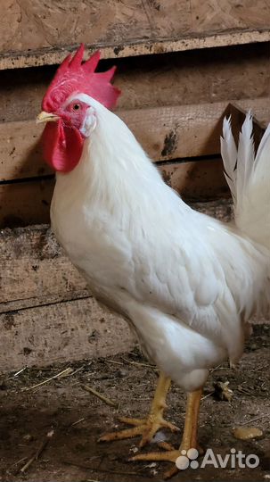 Петухи Ломан Браун, 2,5 года