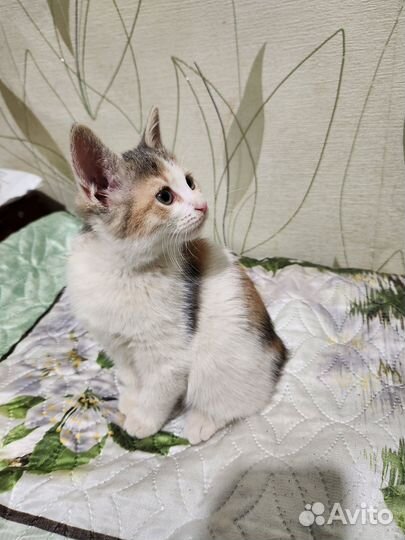 Отдам котенка в добрые руки