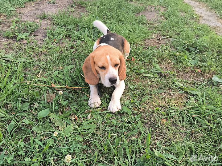 Вязка бигль