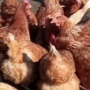 Куры несушки