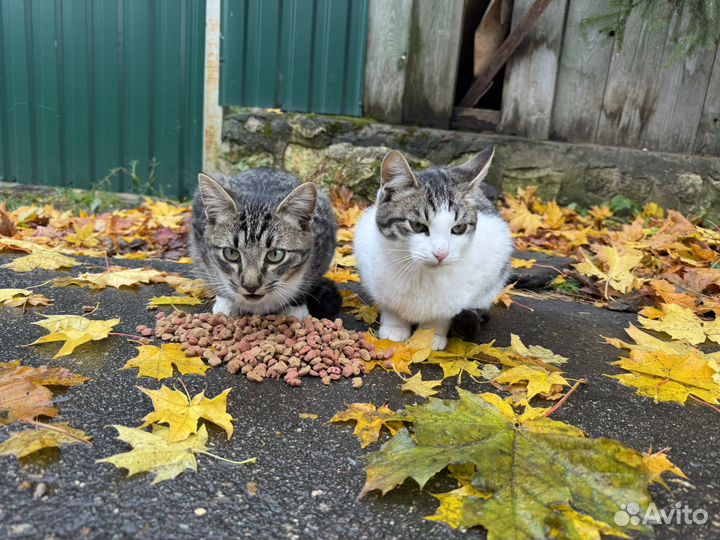 Кошки ищут дом