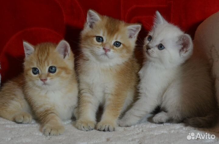 Золотой, кремовый, серебро