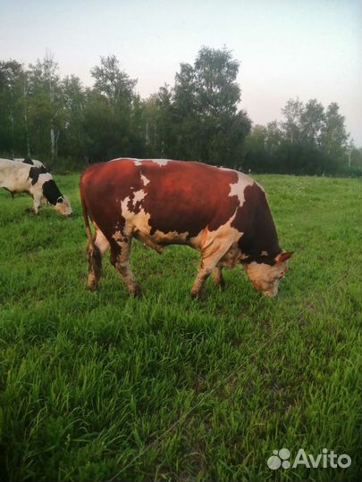 Быки герефорд