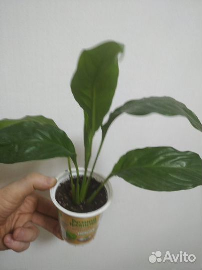 Спатифиллум