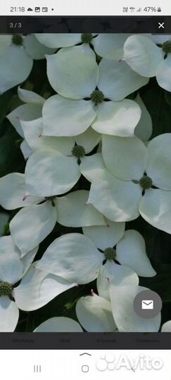 Корнус Коуза(Cornus Kousa)