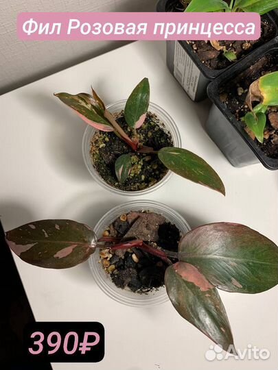 Белая и Розовая принцесса