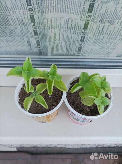 Плектрантус, колеус, алоэ