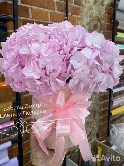 Гортензии с доставкой. Цветы Гортензии