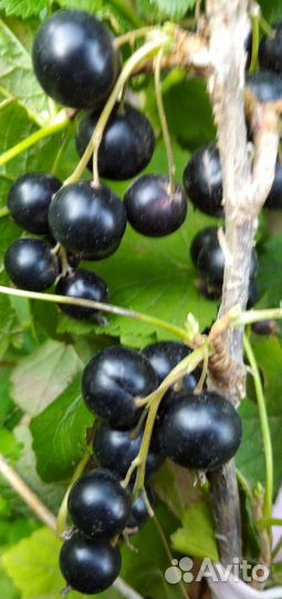 Черная смородина