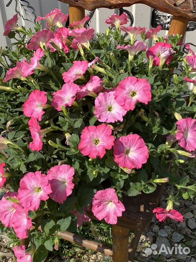 Готовые балконые ящики петунии