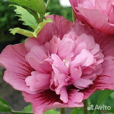 Продаются гибискусы по России